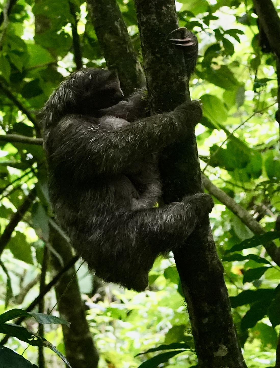 Sloth hunting - Better Late Than Never
